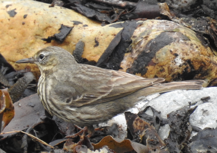 The rock pipit's yellow and brown plumage seamlessly blends in with the algae-covered yellowed rocks behind