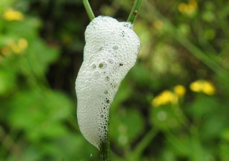 A foamy white blob clings to a plant stem