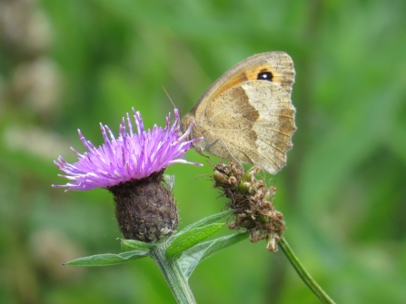 A meadow brown butterfly perches on top of a bright purple thistle-like flower