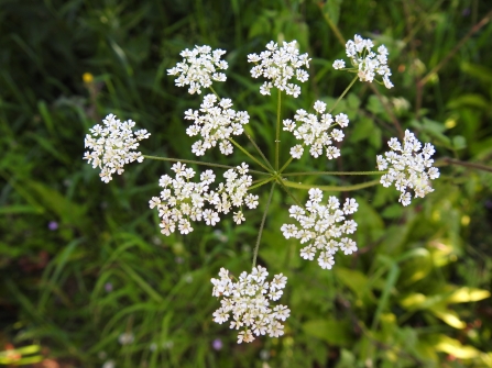 Delicate bundles of white flowers hang off long stems - similar to cow parsley