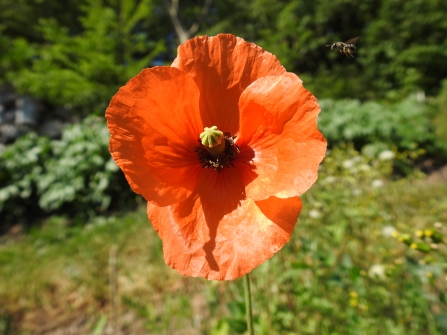 A bright red poppy stands tall and open with a bee flying in from the right to pollinate