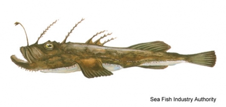An illustration of a Monkfish - a long, dark brown fish with many spines and one lantern-like antenna on its forehead.