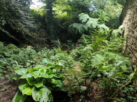 lush green vegetation grows aplenty in the bog garden behind the cottages. In the foreground, bracken and lush green vegetation spills forward whilst a monstrous giant rhubarb grows behind. An old iron bed frame can be seen amongst the plants which appears to have attracted trailing plants. Shades of green fill the image