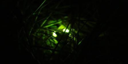 Glow Worms amongst Marram Grass