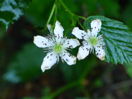 Brambles - are they garden plants? | Cornwall Wildlife Trust