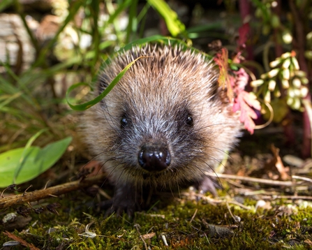 Hedgehog in garden