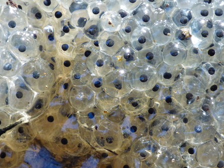 A close-up photograph of newly-laid frogspawn