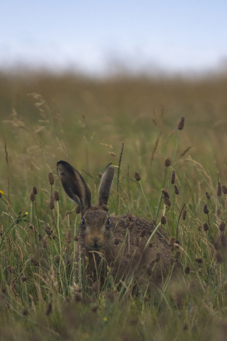 Hare amongst the teasels