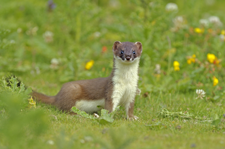 A European Stoat in its natural habitat