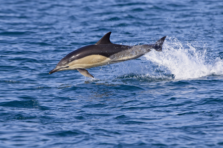 Common Dolphin, Image by Tony Mills (featured in Cornwall Wildlife Trust's 2022 Wild Cornwall Calendar)