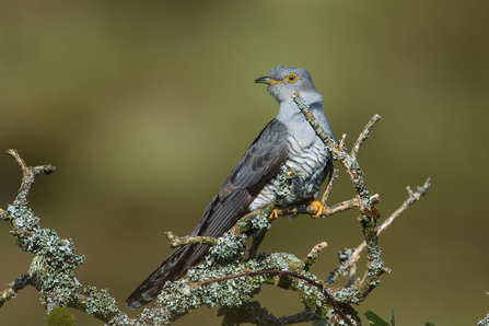 Cuckoo in Cornwall, Image by Adrian Langdon