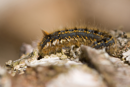 Drinker Moth Caterpillar, Image by Tom Marshall
