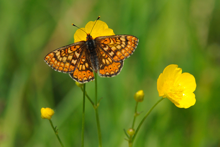 Marsh Fritillary Butterfly, Image by Amy Lewis
