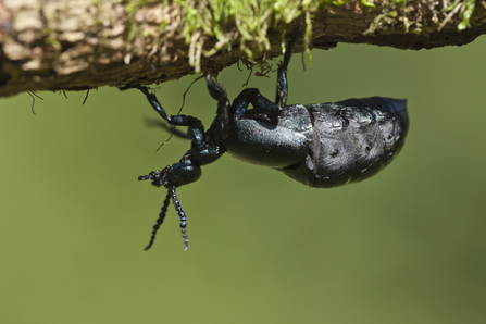 Oil Beetle, Image by Guy Edwardes/2020VISION