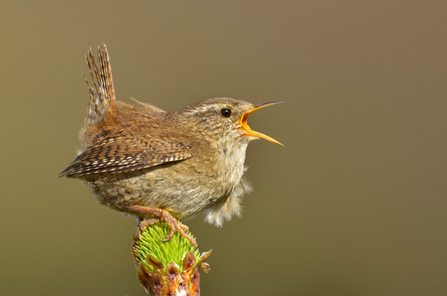Wren singing in spring, Image by Andy Rouse/2020VISION