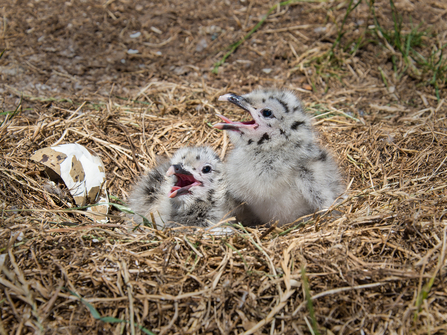 Gull chicks by Adrian Langdon