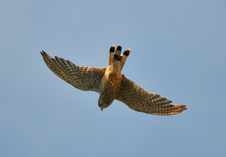 Kestrel by Steve Waterhouse