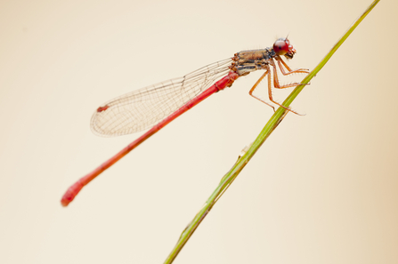 Small red damselfly {Ceriagrion tenellum} resting, Arne (RSPB) Nature Reserve, Dorset, UK. August 2011.