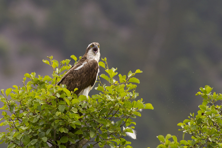 Cornwall Wildlife Trust - Five frequently sighted birds of prey in