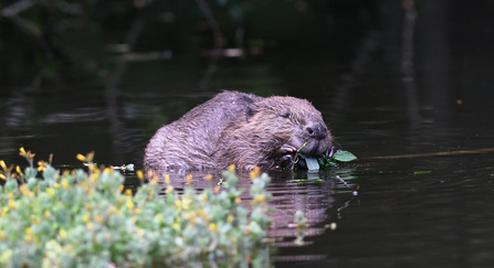 David Parkyn - David Parkyn/ Cornwall Wildlife Trust