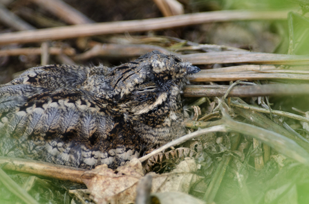 Bramble  The Wildlife Trusts