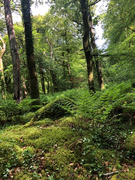 Ancient woodland