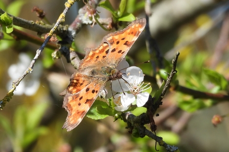 Comma feeding on blossom. Image by Claire Lewis