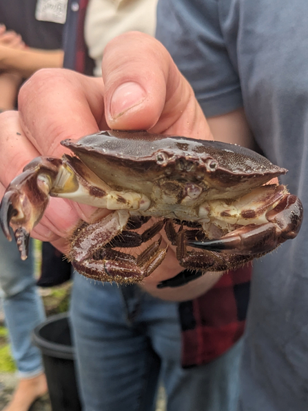 An edible crab