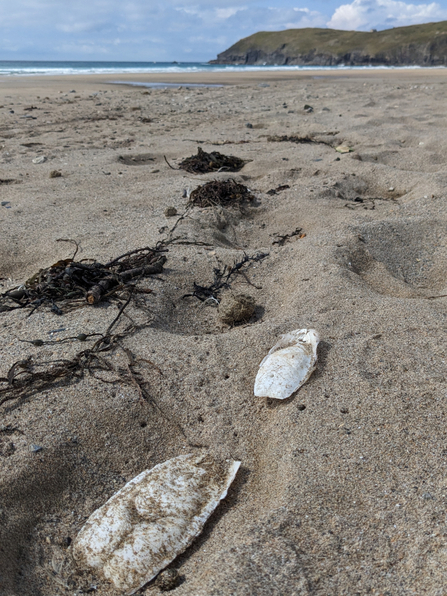 The calcified, torpedo-shaped remains of cuttlefish