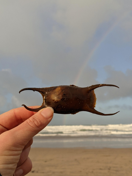 A spotted ray’s egg case