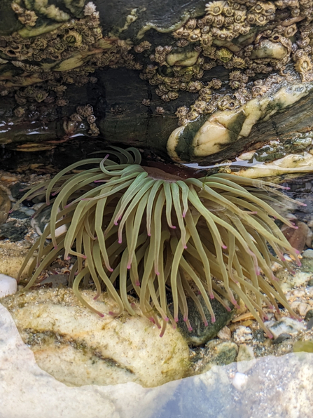 Snakelocks sea anemone