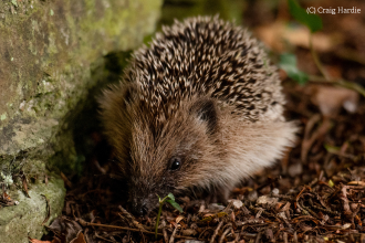 Hedgehog at night