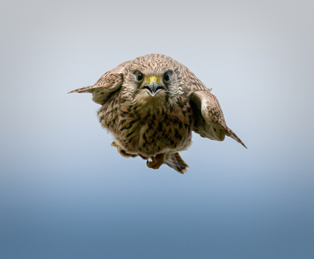 Kestrel in stoop mode, taken at Keneggy Cove, Cornwall