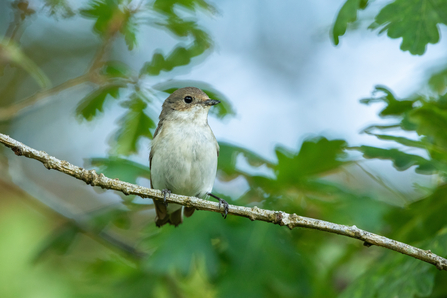 Small bird with white chest and brown head/tail perched on a thin branch