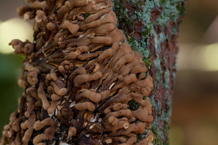 fungi that looks like little brown fingers that are sprouting out of a tree trunk