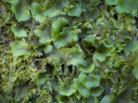 green moss covering a tree trunk