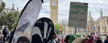 People participating in a protest. One person holds a sign with a large badger image; another person, dressed as a frog, holds a sign reading "Hopping mad with Politicians! Restore Nature Now". Big Ben is visible in the background.