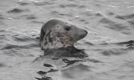 The head grey seal visible above the sea