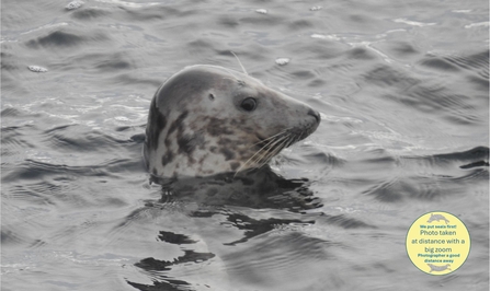 Head of a grey seal floats above the water in the sea