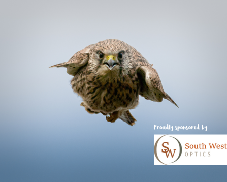 Kestrel in stoop mode, Kenneggy Cove by Andy Maher