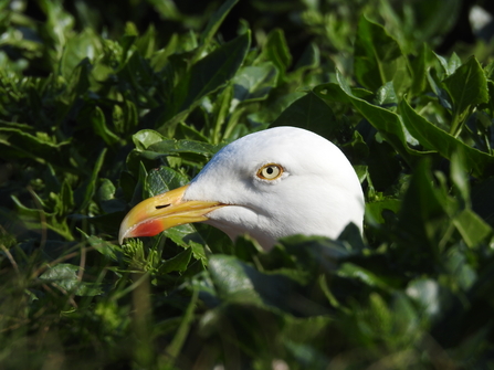 The side profile of a herring gull surrounded by green leaves - just the bird's head is visible