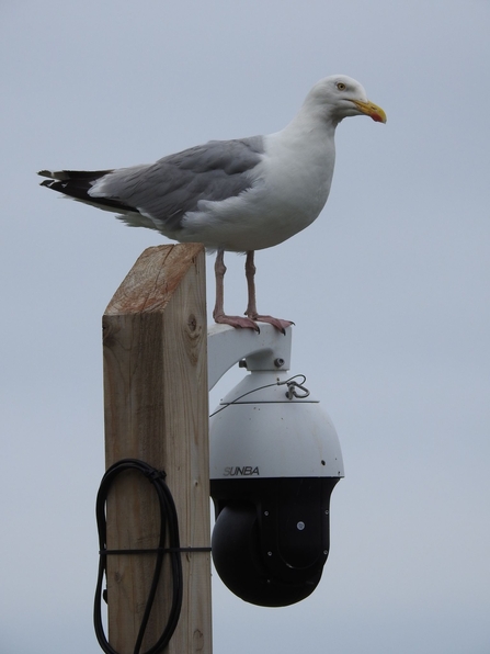 A herring gull on top of a security camera