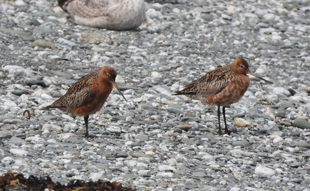 A pair of passage godwits on a stony beach 