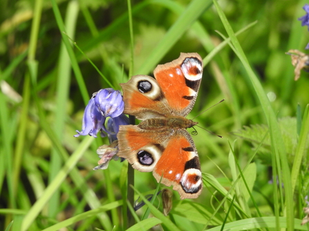 A peacock butterfly on a purple flower in the grass