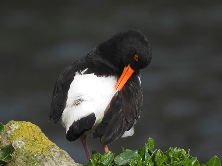 A preening oyster catcher with a rock and some leaves under the bird's feet