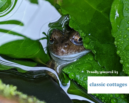 Common frog in home garden pond