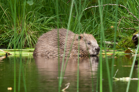 An adult beaver in the water, with long green grass behind