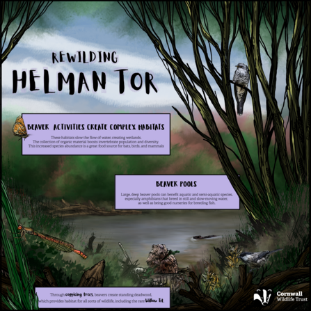 Illustration of a beaver habitat with text that reads 'Rewilding Helman Tor' in big at the top, with small text boxes that explore the creation of beaver habitats and pools