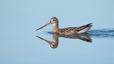 A bar tailed godwit on still water, its reflection visible