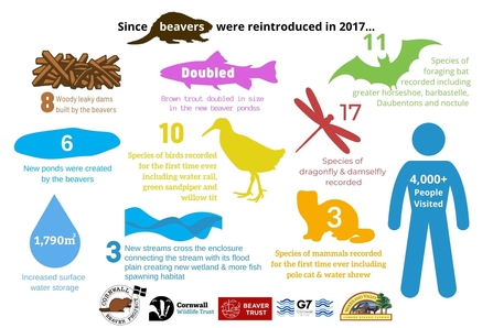  Infographic detailing environmental impacts of beaver reintroduction in 2017: increased water storage, new ponds, recorded species, visitor numbers, woody debris by dams, and new stream courses.